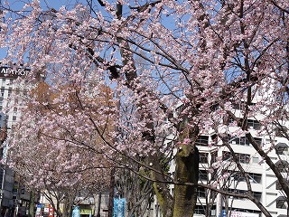 寒桜満開の池田公園です